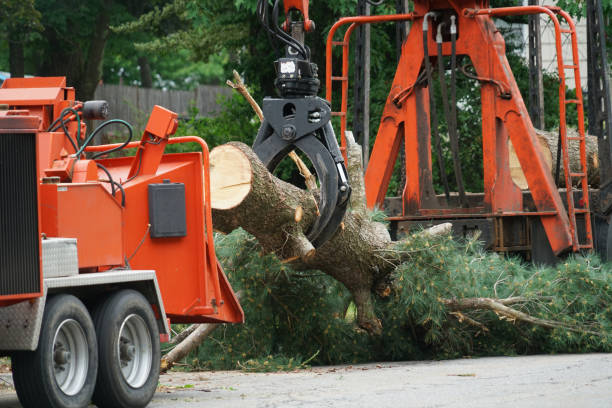 How Our Tree Care Process Works  in  Horace, ND